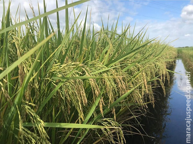 Produtores de arroz ganham cultivar que usa 15% menos água na lavoura Produtores de arroz ganham cultivar que usa 15% menos água na lavoura