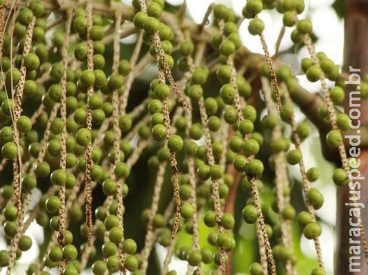 Produtos da agricultura familiar com preços em queda têm desconto de até 69% em financiamento