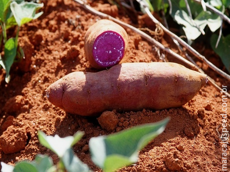 Projeto contempla demanda da cadeia produtiva e valida cultivares de batata-doce de polpa roxa Projeto contempla demanda da cadeia produtiva e valida cultivares de batata-doce de polpa roxa