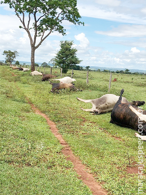Raio mata 21 cabeças de gado no pasto em MS