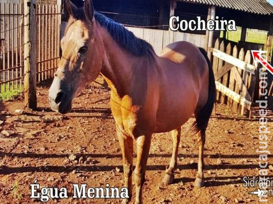 “Sou apaixonado pela égua”, diz homem flagrado pelado dentro de cocheira “Sou apaixonado pela égua”, diz homem flagrado pelado dentro de cocheira
