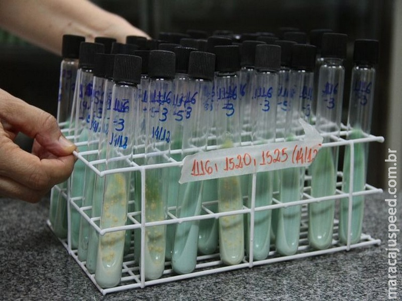 Tuberculose mata 4.500 pessoas todos os dias no mundo Tuberculose mata 4.500 pessoas todos os dias no mundo