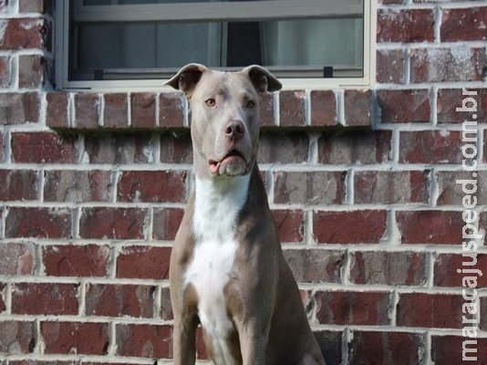 Após ataques e morte em MS, adestrador alerta que pit bull não é cão de guarda 