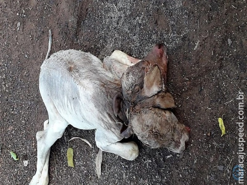 Bezerra nasce com duas cabeças em chácara de MS Bezerra nasce com duas cabeças em chácara de MS