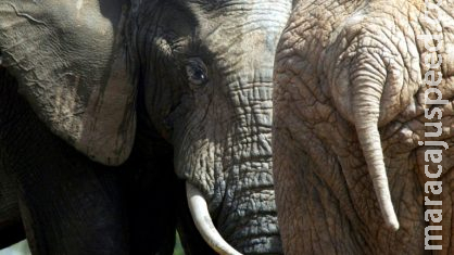 Caçador ilegal morre pisoteado por elefante e é devorado por leões na África do Sul Caçador ilegal morre pisoteado por elefante e é devorado por leões na África do Sul