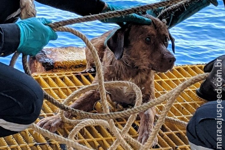 Cão perdido no mar é resgatado a 200 km da costa da Tailândia