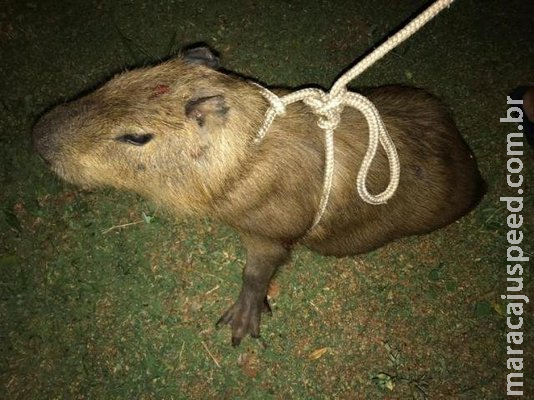 Capivaras causam acidente na Lúdio Martins e são socorridas por veterinário