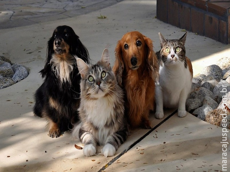 Estatuto dos Animais está na pauta da CAE