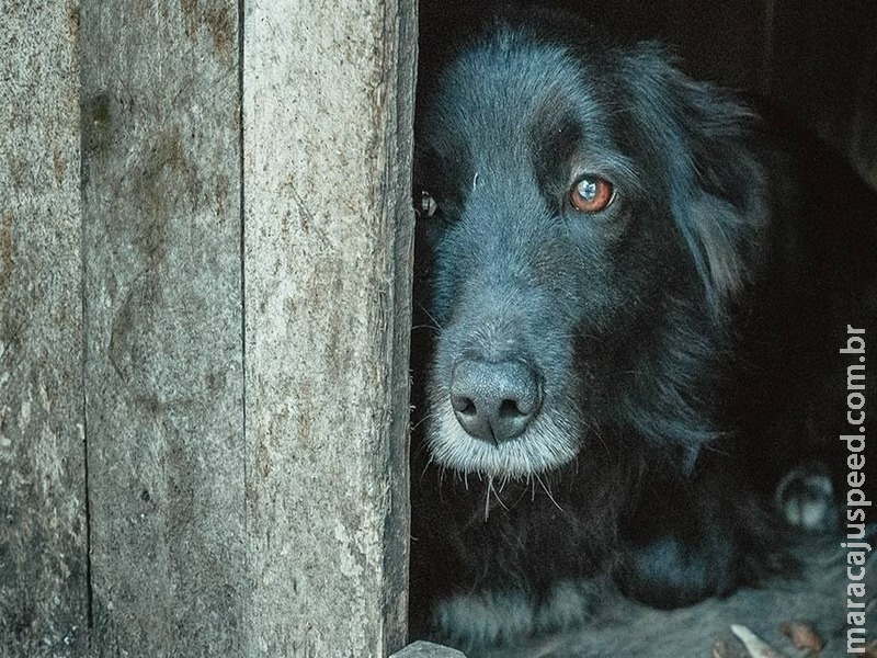 Estatuto dos Animais está na pauta da CAE