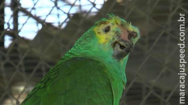 Este papagaio sobreviveu a um tiroteio, picada de cobra e se salvou de um roubo