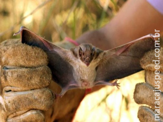 Iagro confirma casos de raiva em morcegos na região sul de MS 