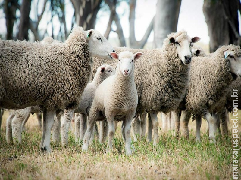 Incentivos para criadores de cabras e ovelhas estão na pauta da CRA Incentivos para criadores de cabras e ovelhas estão na pauta da CRA