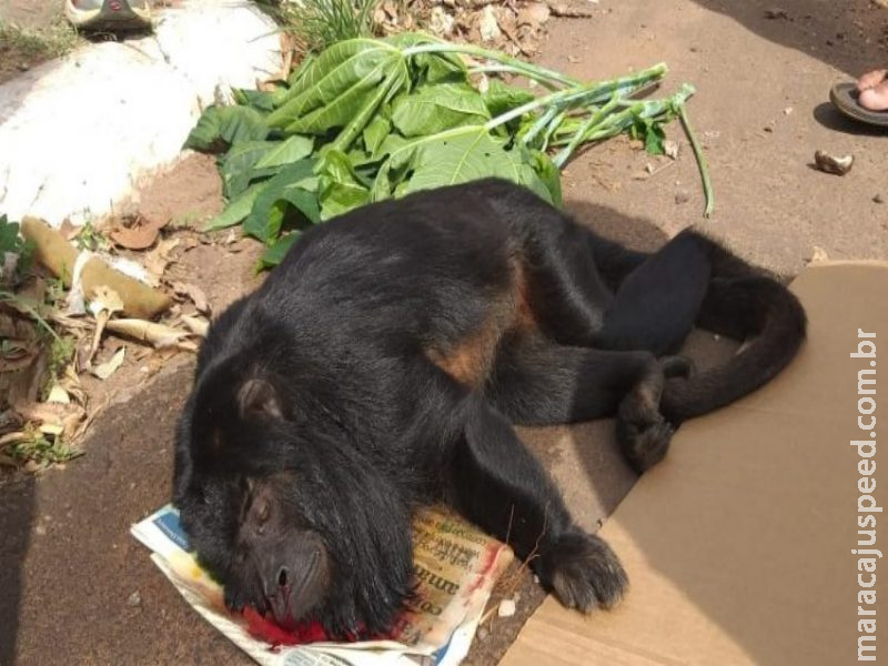 Macaco é atropelado e socorrido por moradores em bairro de Campo Grande 