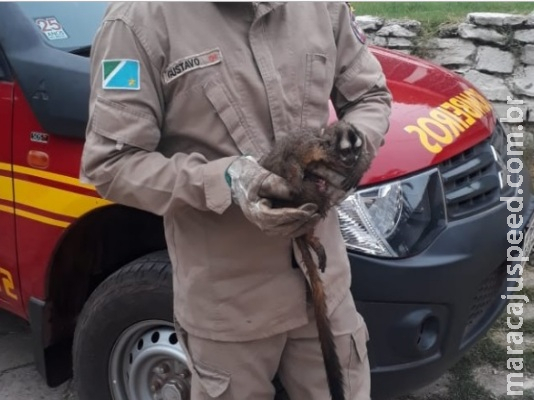 Macaco é resgatado após se ferir em fiação elétrica Macaco é resgatado após se ferir em fiação elétrica