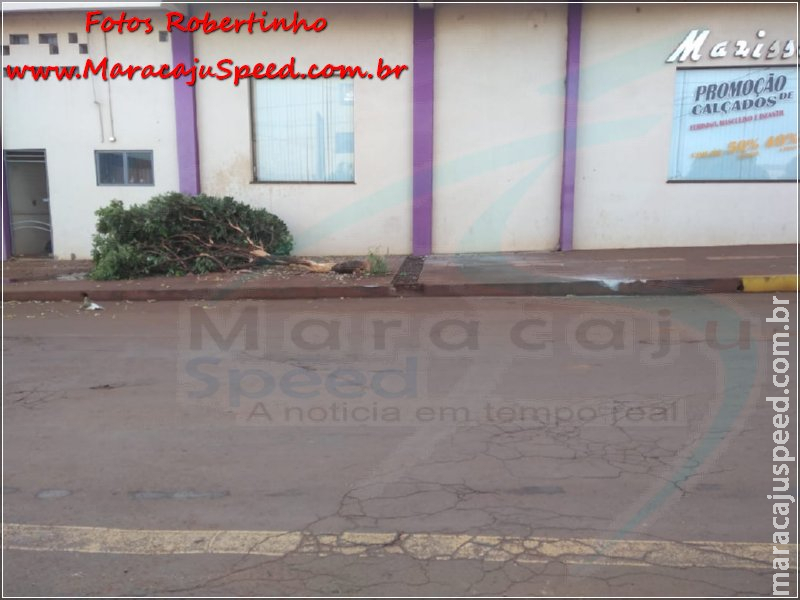 Maracaju: Veículo motosserra arranca árvore de calçada Maracaju: Veículo motosserra arranca árvore de calçada