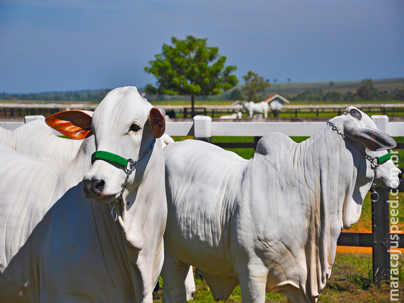 Mercado Agropecuário: Preço do boi gordo avança 5,8% no primeiro trimestre em MS Mercado Agropecuário: Preço do boi gordo avança 5,8% no primeiro trimestre em MS