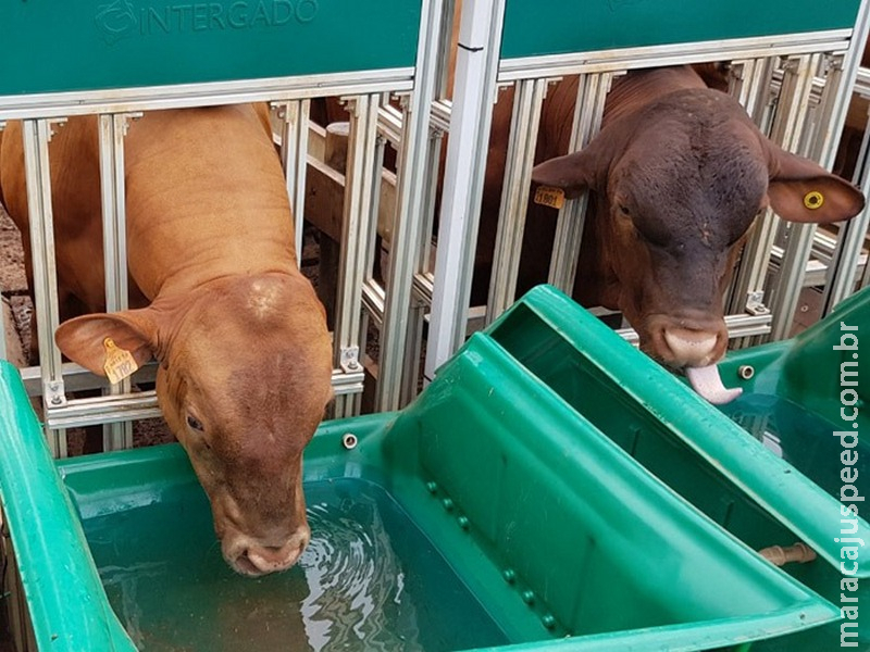 Novo método ajuda a aumentar eficiência hídrica em bovinos de corte Novo método ajuda a aumentar eficiência hídrica em bovinos de corte