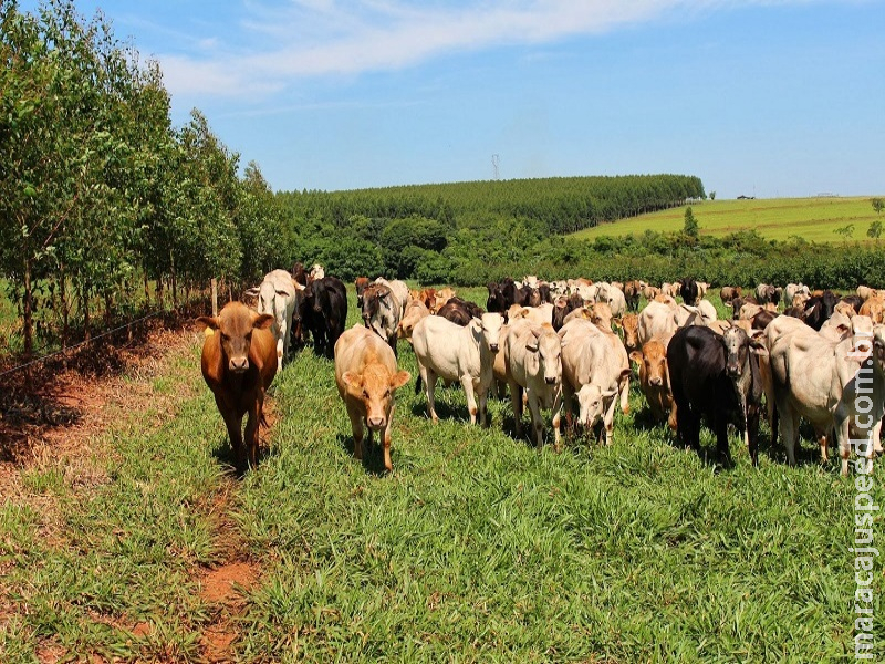 Pastagens degradadas em MS somam 14 milhões de hectares