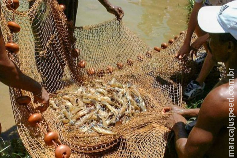 Pesquisa indica peixes que podem ser consumidos por brasileiros Pesquisa indica peixes que podem ser consumidos por brasileiros