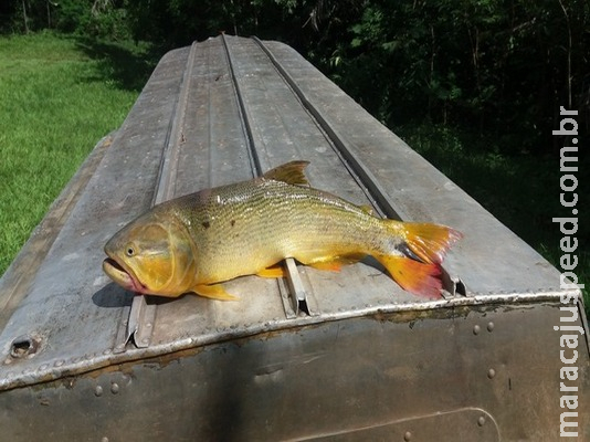 PMA prende e autua pescador em R$ 2,8 mil por pesca de dourado PMA prende e autua pescador em R$ 2,8 mil por pesca de dourado