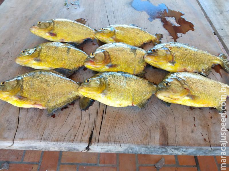 Polícia Militar Ambiental apreende 1 km de redes de pesca, apreende pescado e liberta 20 kg de peixes dos petrechos ilegais