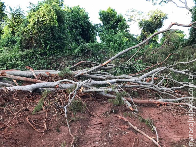 Polícia Militar Ambiental autua paranaense por desmatamento ilegal de 5 hectares de vegetação nativa em sua propriedade em Mundo Novo Polícia Militar Ambiental autua paranaense por desmatamento ilegal de 5 hectares de vegetação nativa em sua propriedade em Mundo Novo