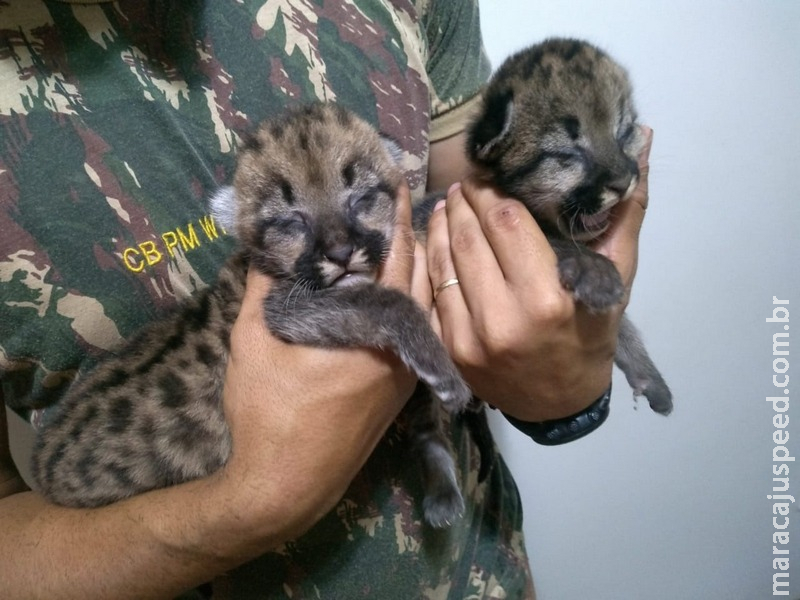 Polícia Militar Ambiental captura dois filhotes de onça-parda em canavial Polícia Militar Ambiental captura dois filhotes de onça-parda em canavial