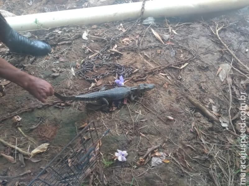 Polícia Militar Ambiental captura jacaré em escola de Coxim