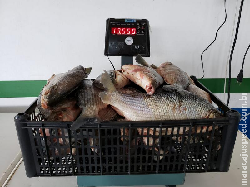 Polícia Militar Ambiental prende e autua homem e mulher em R$ 3,7 mil transportando 64 kg de pescado ilegal que tinham capturado no rio Amambai Polícia Militar Ambiental prende e autua homem e mulher em R$ 3,7 mil transportando 64 kg de pescado ilegal que tinham capturado no rio Amambai
