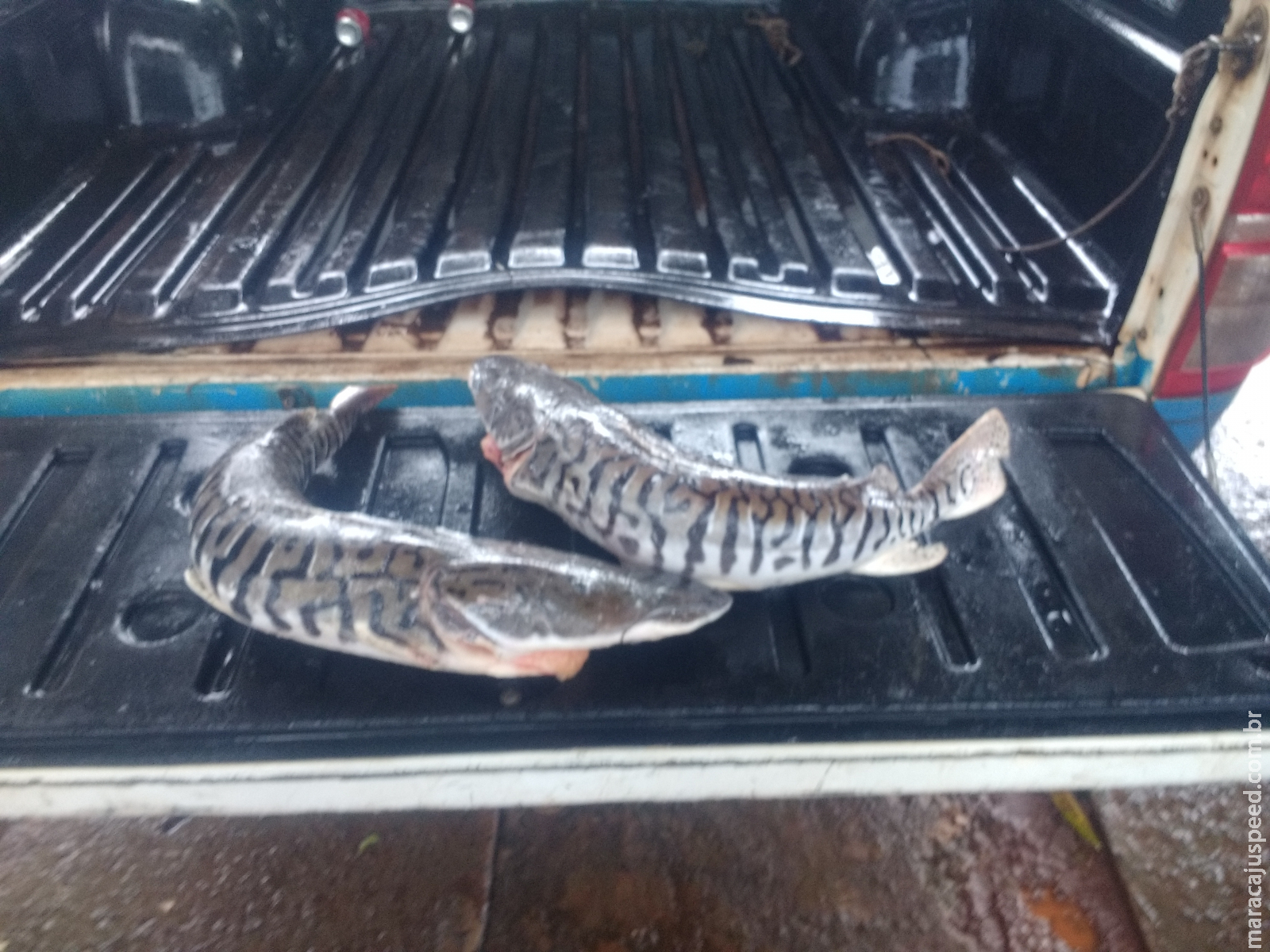Polícia Militar Ambiental prende funcionário público por pesca predatória ao capturar peixes fora da medida permitida Polícia Militar Ambiental prende funcionário público por pesca predatória ao capturar peixes fora da medida permitida