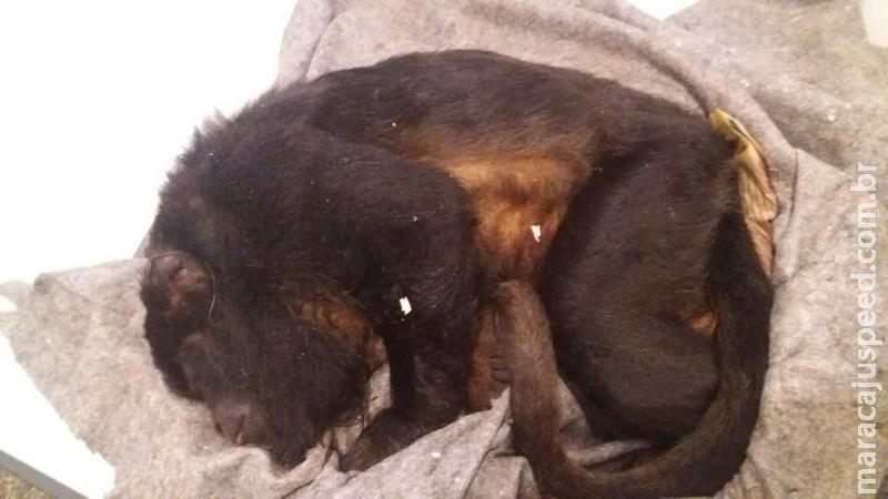 Polícia Militar Ambiental recolhe macaco bugio atropelado no bairro Jardim Petrópolis na Capital Polícia Militar Ambiental recolhe macaco bugio atropelado no bairro Jardim Petrópolis na Capital
