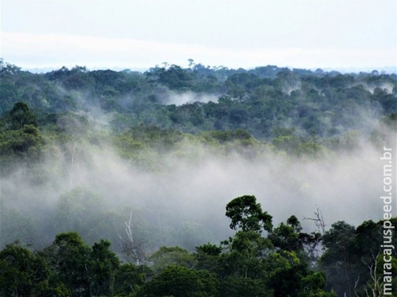 Projeto acaba com a reserva florestal obrigatória em propriedades rurais Projeto acaba com a reserva florestal obrigatória em propriedades rurais