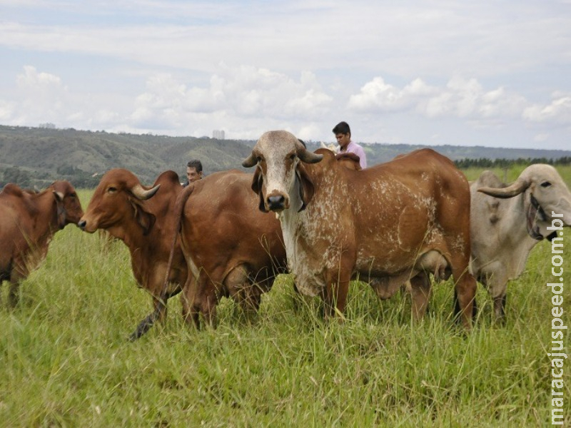 Prova de produção de leite destaca novilhas mais produtivas