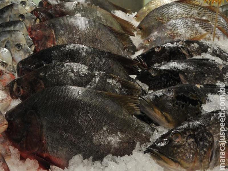 Secretário contesta estudo do WWF sobre consumo de pescado no Brasil
