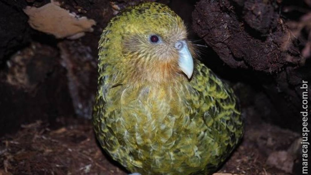 Sob risco de extinção, espécie de papagaio mais gorda do mundo tem recorde na reprodução e anima biólogos Sob risco de extinção, espécie de papagaio mais gorda do mundo tem recorde na reprodução e anima biólogos