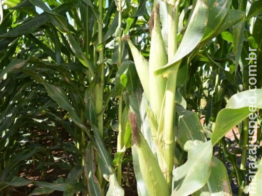 Valor da Produção Agropecuária é de R$ 588,8 bilhões Valor da Produção Agropecuária é de R$ 588,8 bilhões