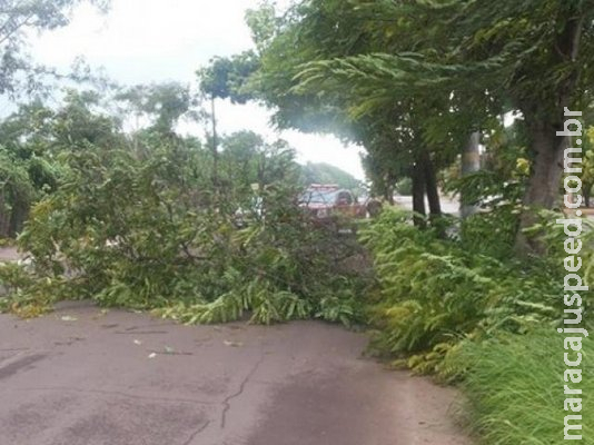Vendaval mobiliza bombeiros para 8 quedas de árvores em município