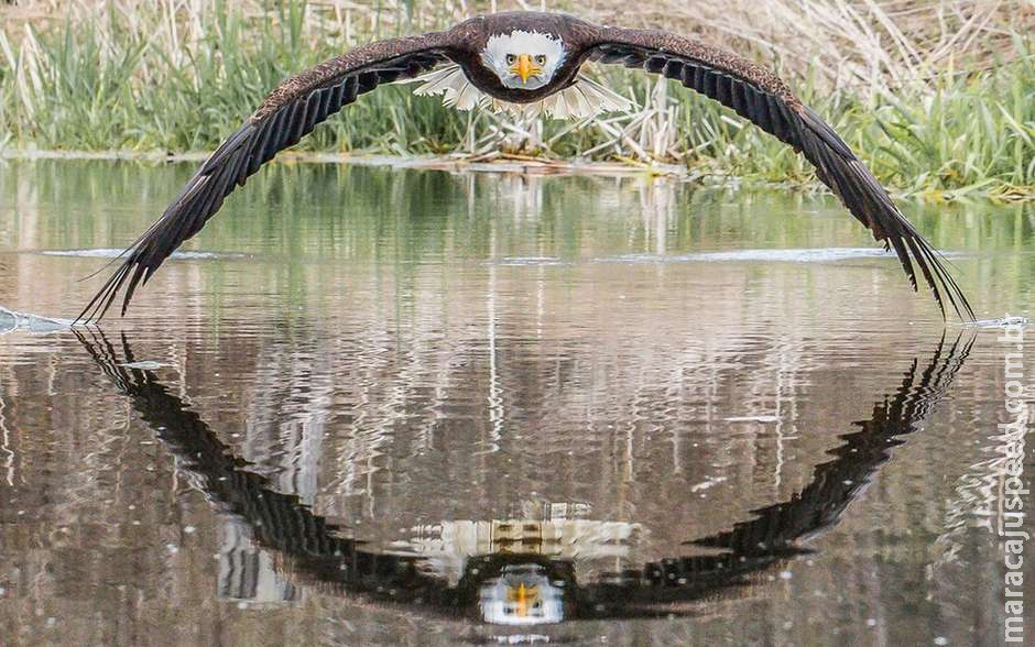 A incrível foto de águia que viralizou e surpreendeu fotógrafo amador: 