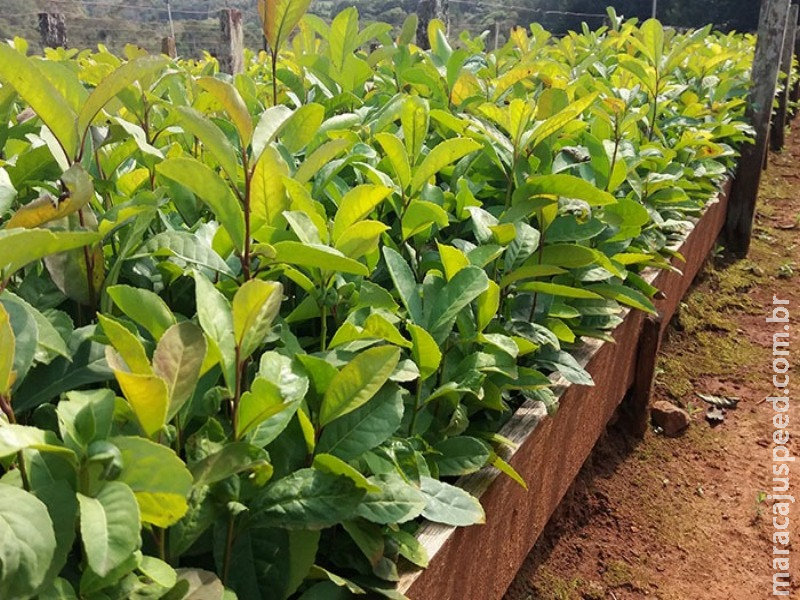 Ciência viabiliza a proteção de cultivares de erva-mate