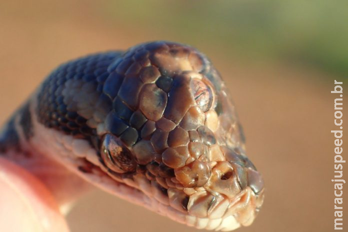 Cobra de três olhos é encontrada na Austrália Cobra de três olhos é encontrada na Austrália