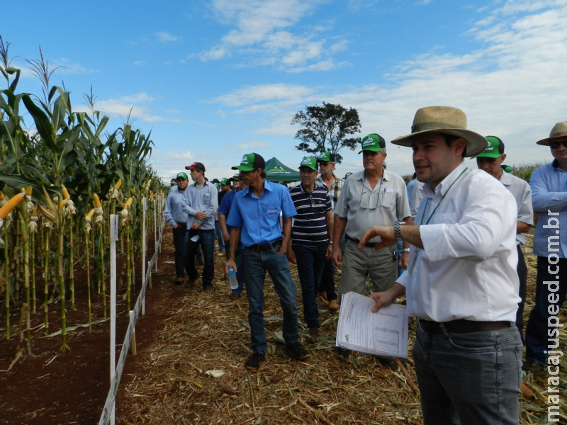 Dia de Campo em Maracaju apresenta 69 híbridos nesta quarta-feira (29)