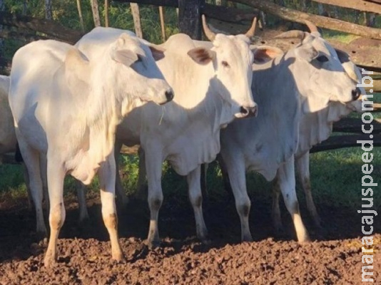 Dupla é presa após furtar cabeças de gado para revender carne Dupla é presa após furtar cabeças de gado para revender carne