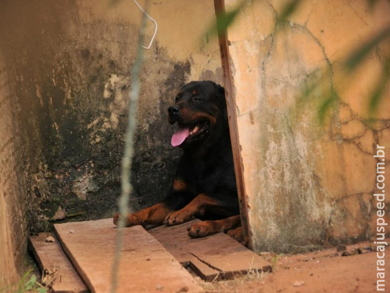 Idoso é atacado por dois cachorros rottweiler no quintal de casa