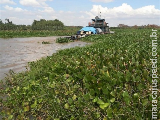 Imasul deve remover vegetação aquática acumulada no Rio Negrinho