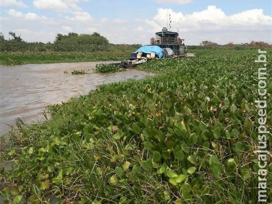 Imasul deve remover vegetação aquática acumulada no Rio Negrinho Imasul deve remover vegetação aquática acumulada no Rio Negrinho
