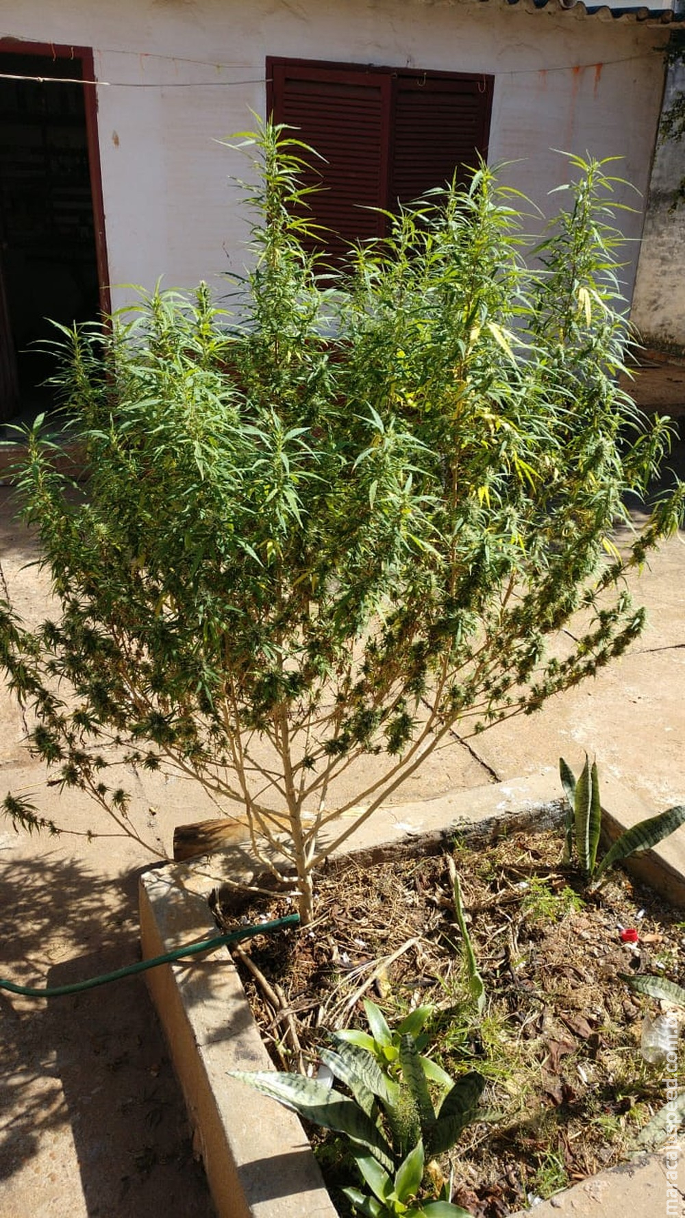 Jovem é flagrado com plantação de maconha em casa: 