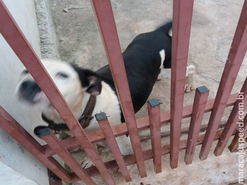 Maracaju: Cachorro apareceu em residência. Proprietários devem procurar os moradores para buscarem o animal Maracaju: Cachorro apareceu em residência. Proprietários devem procurar os moradores para buscarem o animal