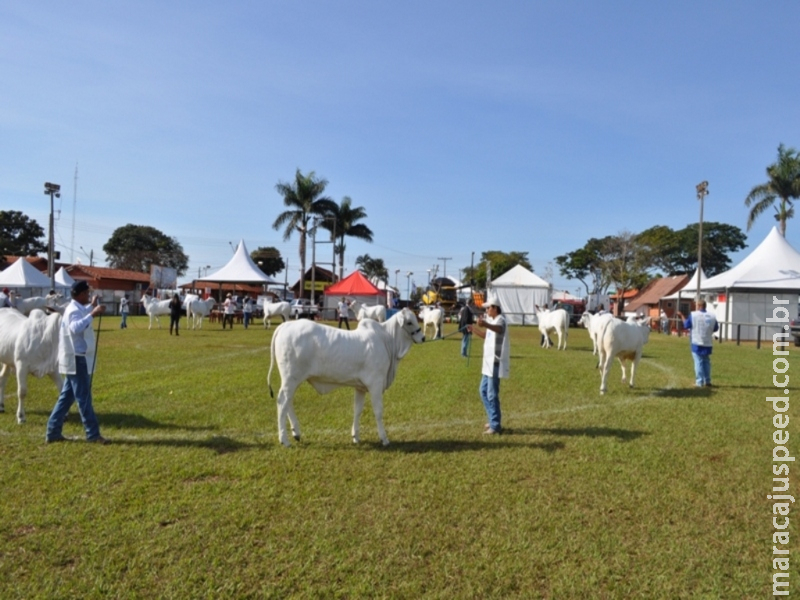 Maracaju recebe exposição oficial do Ranking Nacional Nelore Maracaju recebe exposição oficial do Ranking Nacional Nelore