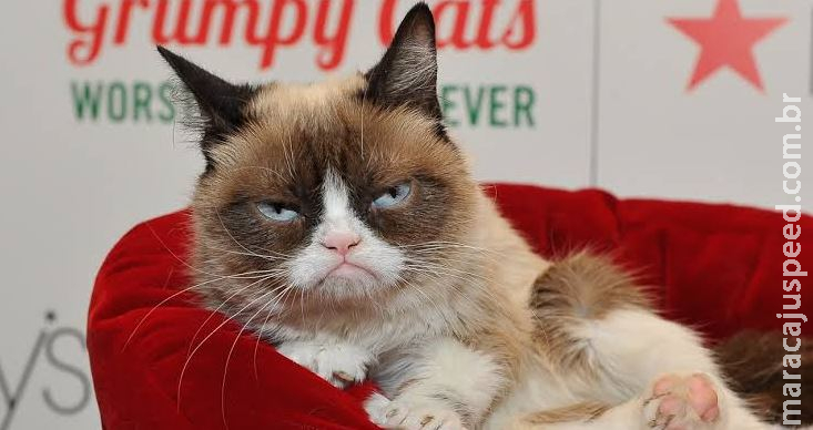 Morre “Grumpy Cat”, gata rabugenta que virou meme na internet Morre “Grumpy Cat”, gata rabugenta que virou meme na internet