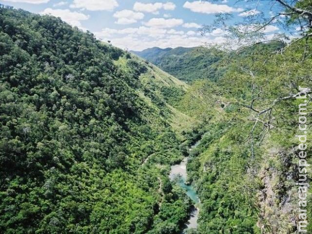 Na contramão do País, desmatamento da Mata Atlântica avança em MS Na contramão do País, desmatamento da Mata Atlântica avança em MS